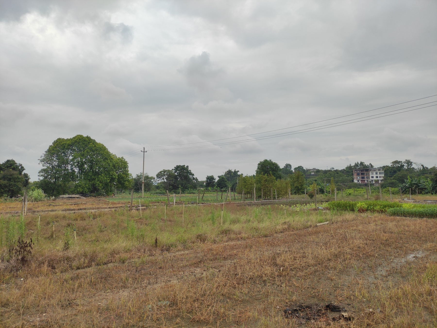 8一200亩场地鱼塘招租：昆仑大道三塘大邓村十里花卉长廊附近
