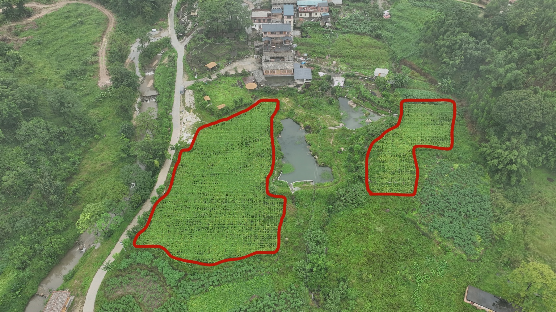 南宁市宾阳县思陇镇50亩土地招租可分租或者合作